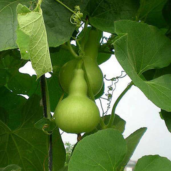 Bottle Gourd Type Latu Vegetable Seeds